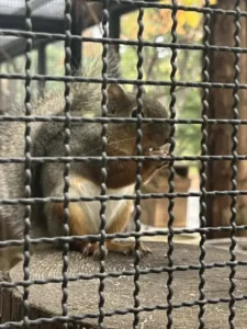 いー岩手インフォメーション | 可愛いリス どんぐりポスト 盛岡市動物公園 盛岡市